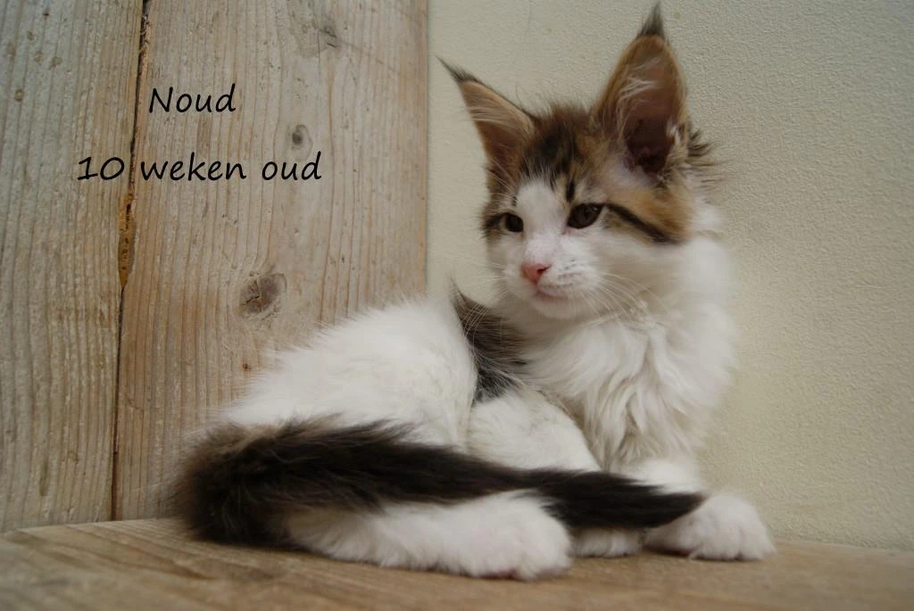 Noud